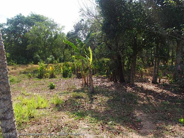 Large plot near beach for quick sale in