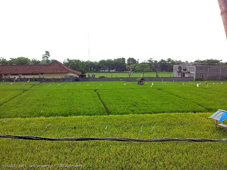 New Bali Canggu 3 bedroom luxury villa for sale rice field views