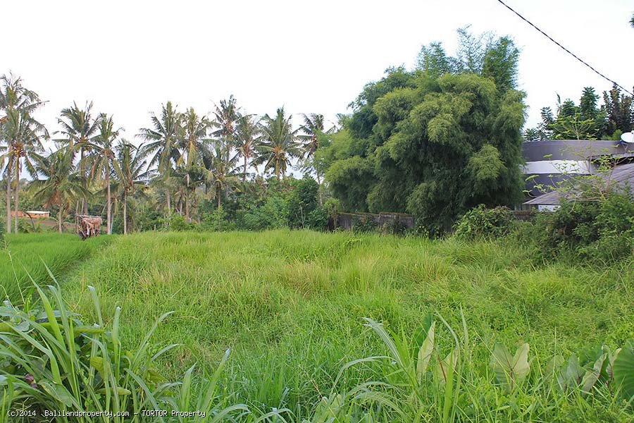Long shaped 1050m2 land for lease