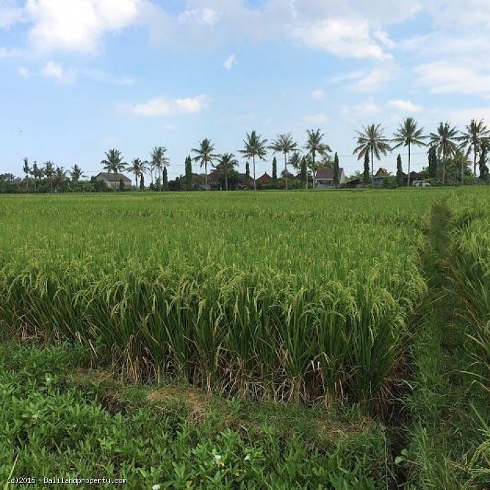  Freehold 1185m2 riverfront in Belalang