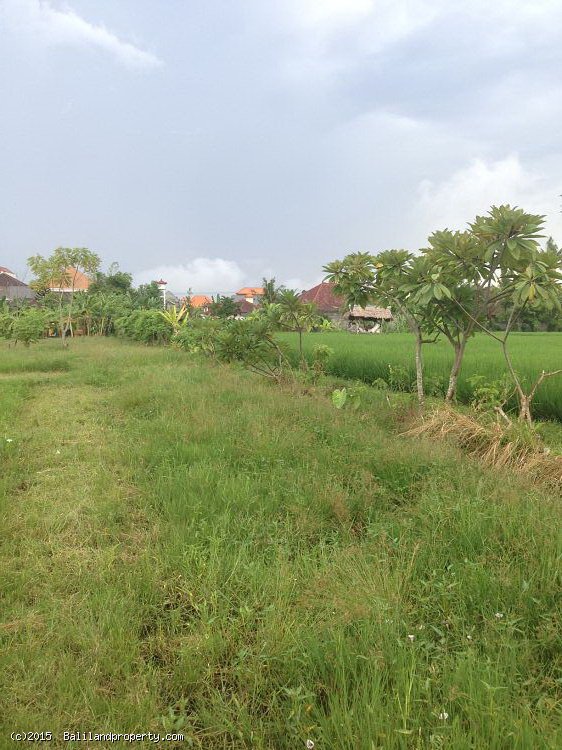 Land for lease 20 years rice field view