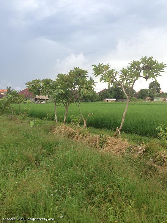Land for lease 20 years rice field view